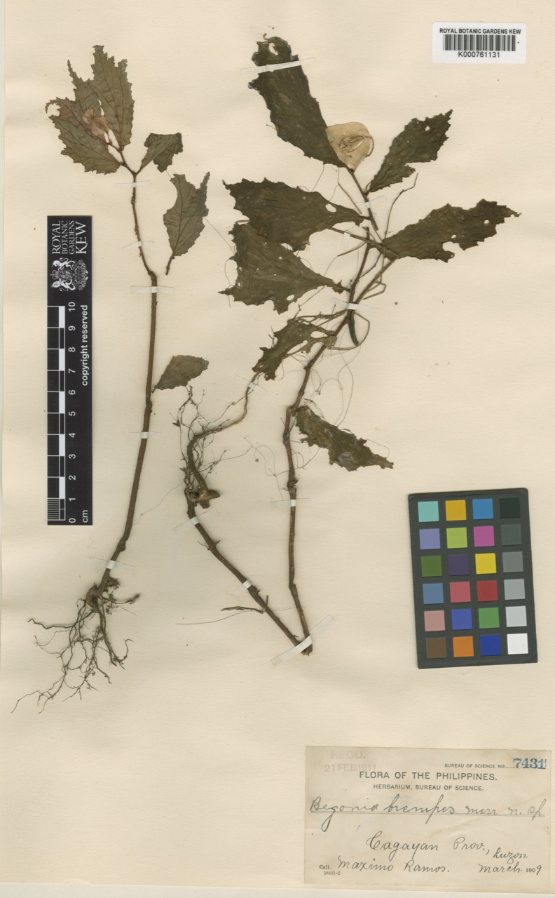 B. brevipes